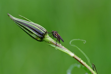 Fliege auf Blume