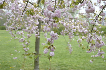 Closeup Prunus serrulata called also Japanese cherry with blurred background in spring park