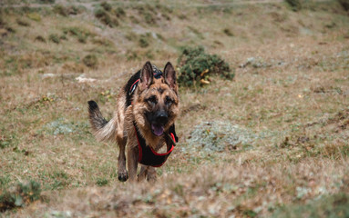 Obraz na płótnie Canvas German shepherd dog running outdoors, dog plays in the field, the dog is in motion
