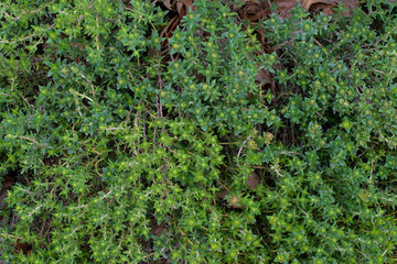 Thyme in the garden on a cloudy day. It is a member of the genus Thymus of aromatic perennial evergreen herbs in the mint family.  It has culinary, medicinal, and ornamental uses.