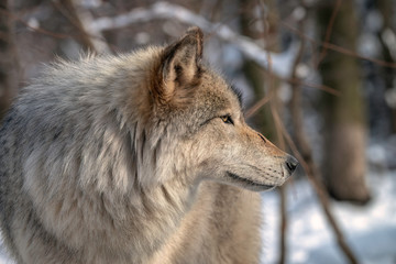 Gray wolf (also known as a Timber Wolf)in the snow