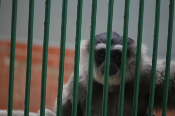 a monkey who can't stand prison