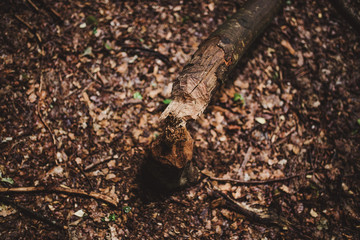Fototapeta premium tree cut by a beaver