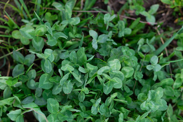 calming alfalfa green in nature