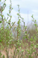 green leaves of cherry on a background of blue sky