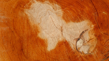 Cut of tree. Rough weathered wooden cut texture with tree rings. Close up of cross section tree