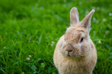 brown rabbit on green grass background