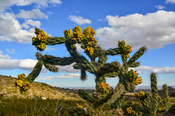 Cacti Tree cholla (Cylindropuntia imbricata) against the blue sky in a mountain landscape in New...