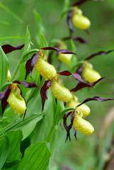 Obraz premium Wilder Frauenschuh