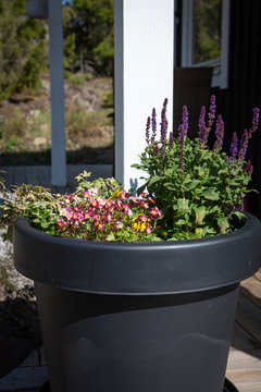 Gardering on a teras. Flowers in a pot. Home decor