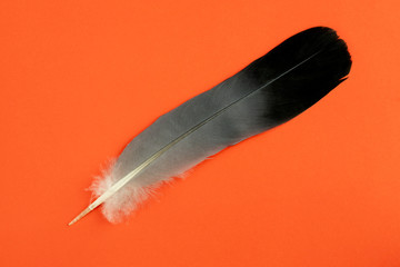 Bird feather closeup on a red  background.