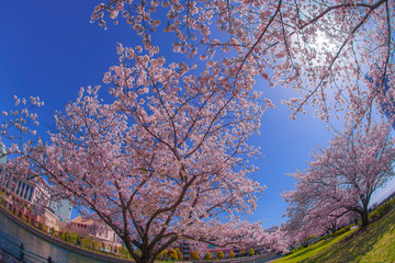 満開の桜と横浜みなとみらいの街並み