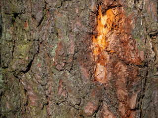 The texture of the bark of an old pine is very uneven and consists of thick layers. The bark is green from old age. Sunny wood background.