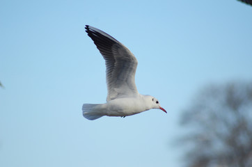 seagull flying in the sky