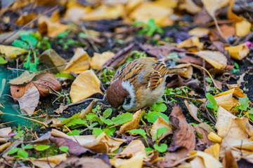 秋の紅葉とすずめのイメージ
