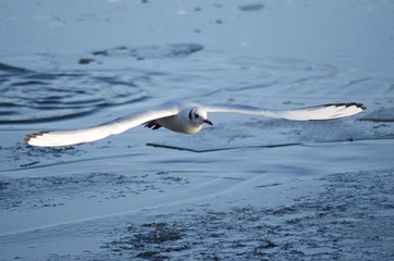 seagull in the water