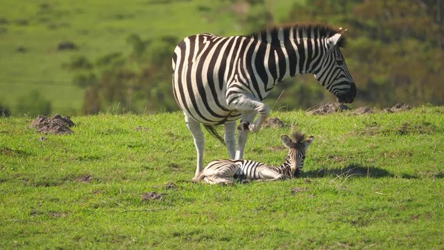 Zebra baby lying down on green grass with mother standing close and eating, Addo Elephant National Park, South Africa