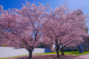 Naklejka premium 満開の桜と横浜みなとみらいの街並み