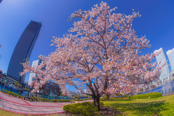 満開の桜と横浜みなとみらいの街並み