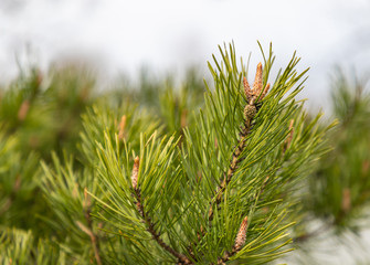 Detailed view of the needles of a Pine growing from the branches.