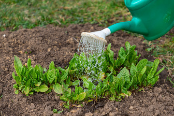 Watering the plants in the garden.