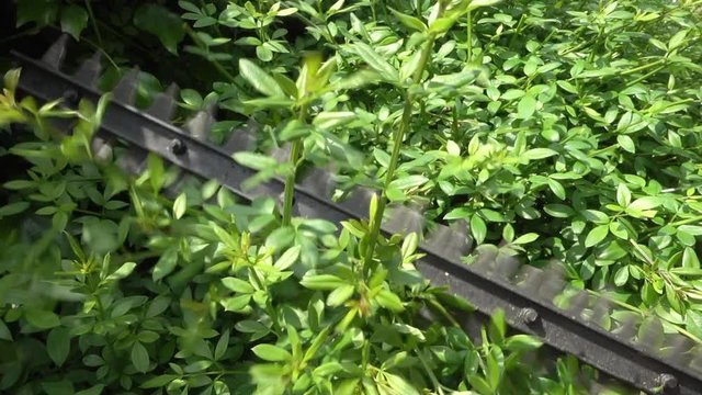 Close POV slow motion shot of a power hedge trimmer being used to trim a sunlit green hydrangea bush.