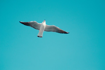 seagull on blue sky