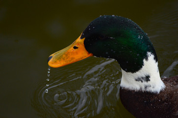 duck on the water