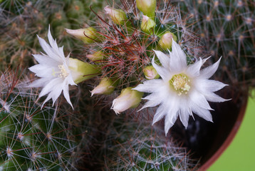 Beautiful white cactus flowers