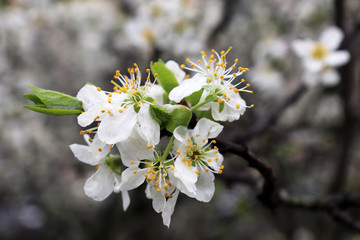 Cherry blossom in spring, selective focus. White flowers with yellow pollen and green leaves on a branch in a garden after rain