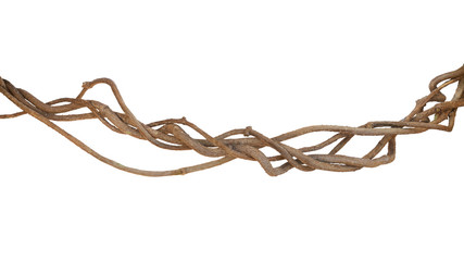 Twisted jungle vines, tropical rainforest liana plant isolated on white background with clipping...