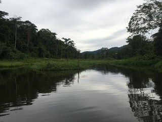 Landscape of national park Manu in Peru, natural outdoor background of rainforest, trees, plants, leaves. Green naturally wild tropical view