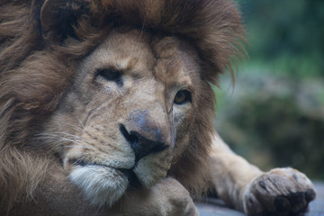 lion