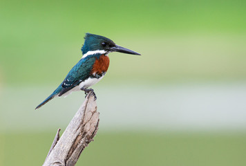 Ringed Kingfisher (Megaceryle torquata) perched with a green background in its environment.