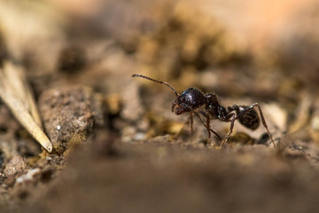 Macrophotographie d'une fourmi