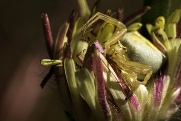 Macrophotographie d'une Thomise variable