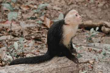 white face monkey