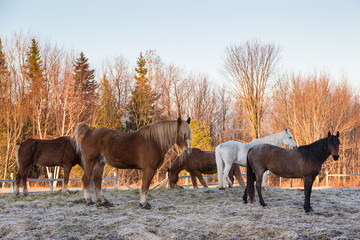 Group of tall sturdy horses standing in profile in pen during a spring morning, with mixed trees in the golden hour light in soft focus background, Saint-Augustin-de-Desmaures, Québec, Canada