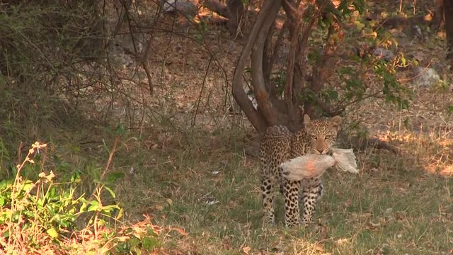 Leopardess under the tree in Chobe National Park