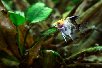 Obraz premium bright aquarium fish on a green background