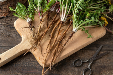 Dandelion roots on a table © Madeleine Steinbach