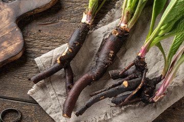 Comfrey root with young leaves collected in spring