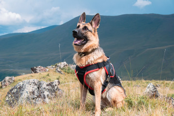German shepherd sitting on the background of mountains. Portrait of a dog in the mountains, a dog traveling.