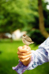 woman with a small bird. bird in hand.