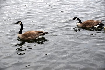 Gęsi © Iwona