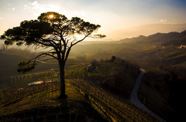 Sun falling behind big tree on italian hills