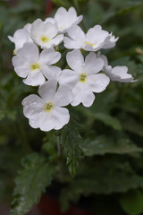 White verbena flower with dew drops.