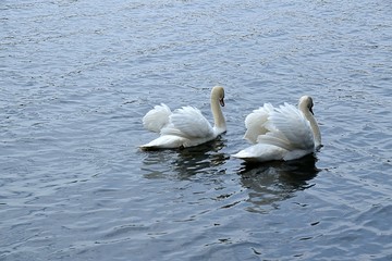 Łabędzie  © Iwona