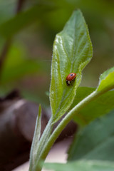Red ladybug on young growth of an Apple tree, soft focus.