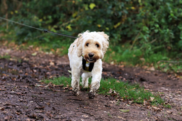 cockapoo running in the forest